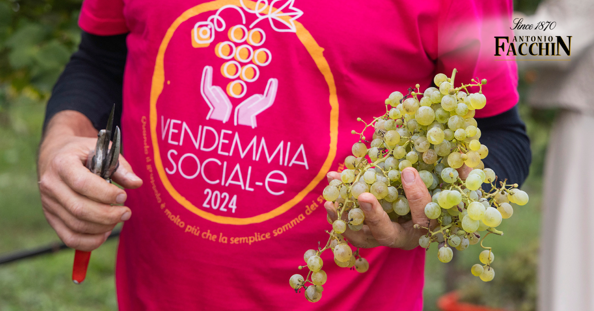 Vendemmia social-e 2025